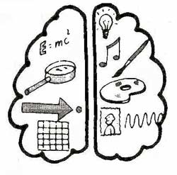 Die beiden Gehirnhälften mit unterschiedlichen Fähigkeiten